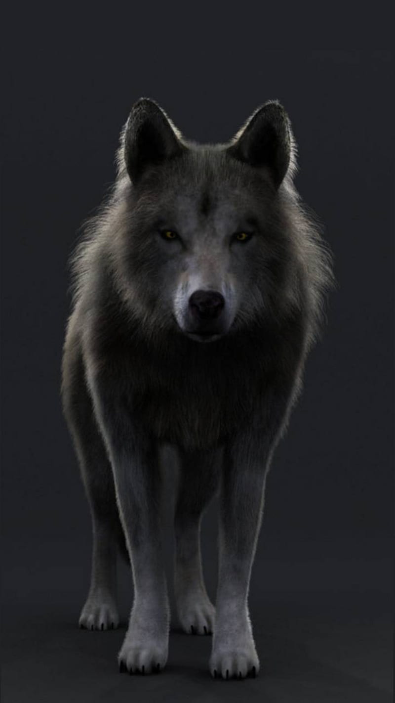 Grey wolf, HD phone wallpaper