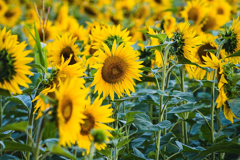 sunflower, yellow, flower, petals, field, HD wallpaper
