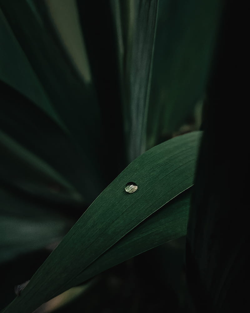 leaves, plant, drop, macro, green, HD phone wallpaper