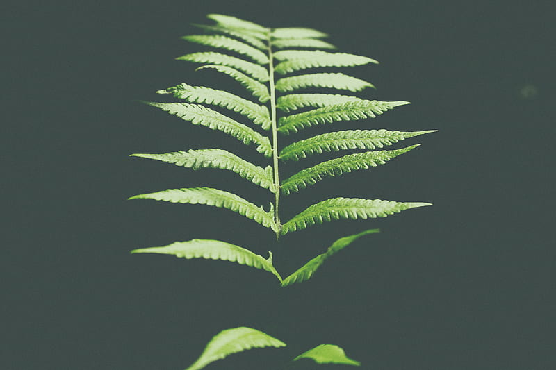 fern leaf, HD wallpaper