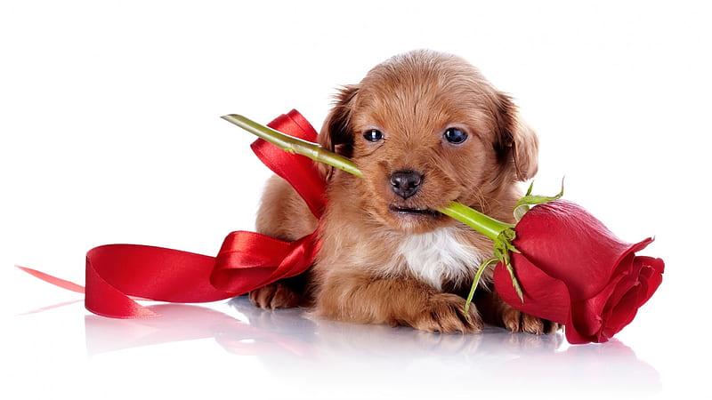 Simple beauty puppy ***, rose, animals, dogs, dog, animal, HD wallpaper ...