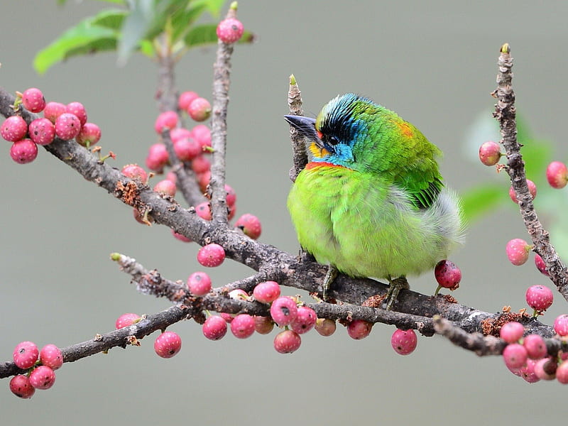 *** Beautiful bird -ASIAN WOODPECKER ***, birds, bird, animals, animal, HD wallpaper