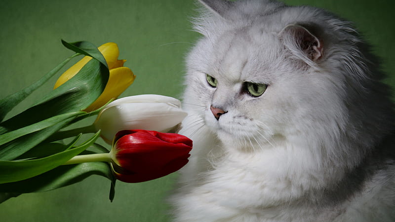 White Cat Is Sitting Near Yellow White Red Tulip Cat, HD wallpaper