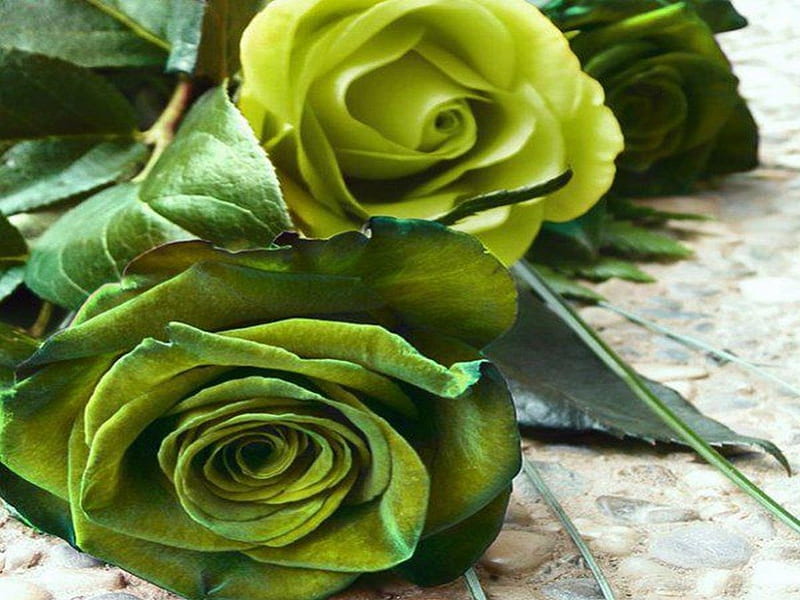 Rosas verdes, verde, rosa, amor, flores, naturaleza, rosas, resumen, Fondo  de pantalla HD | Peakpx