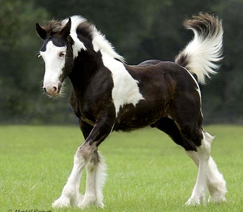 Rare Beauty Color Horses, Beauty, White, Rare, Horses, Chocolate Color, HD  wallpaper | Peakpx