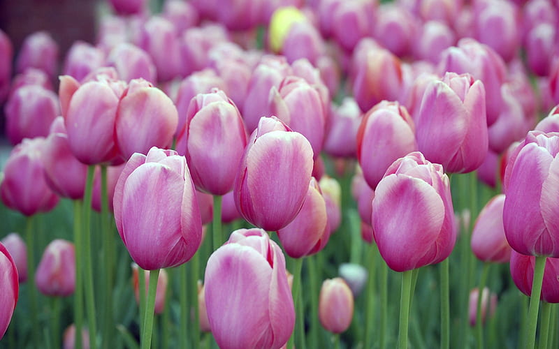 pink tulips-Flowers macro graphy, HD wallpaper