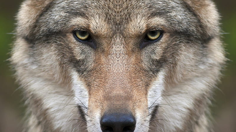 Wolf Face, face, wolf, animal, dog, HD wallpaper