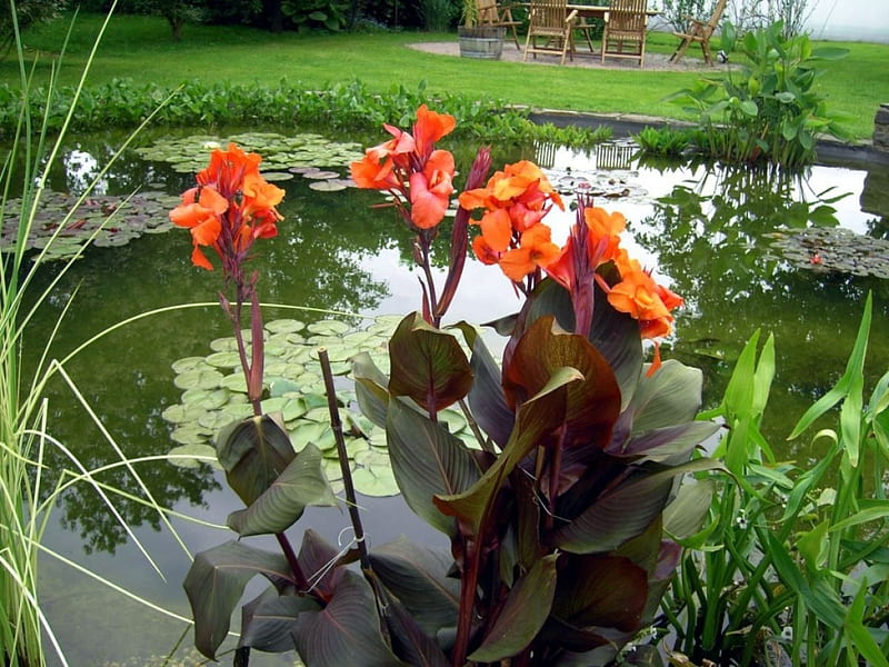 Cannae, pond, leaves, plants, blossoms, garden, HD wallpaper