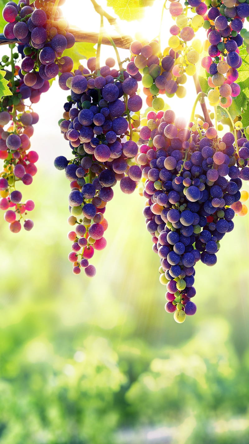 Grapes , fruit, sunny, depth of field, HD phone wallpaper
