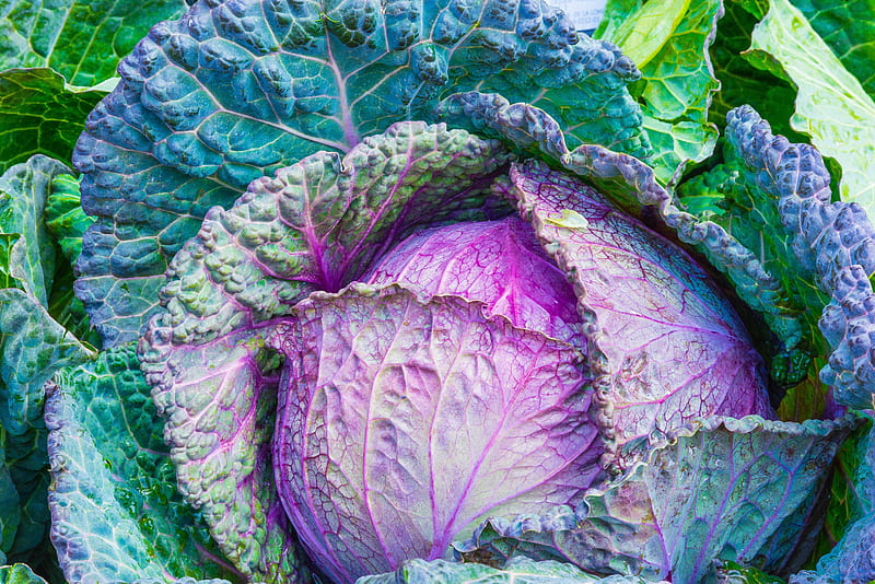 Healthy Cabbage, pretty, food, health crinkled, leaves, graphy, purple, green, color, vegetables, HD wallpaper