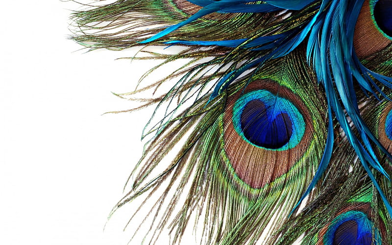 Peacock feathers, green, feather, texture, peacock, white, blue, HD wallpaper