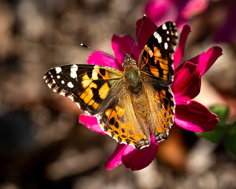 burdock, butterfly, flower, macro, HD wallpaper