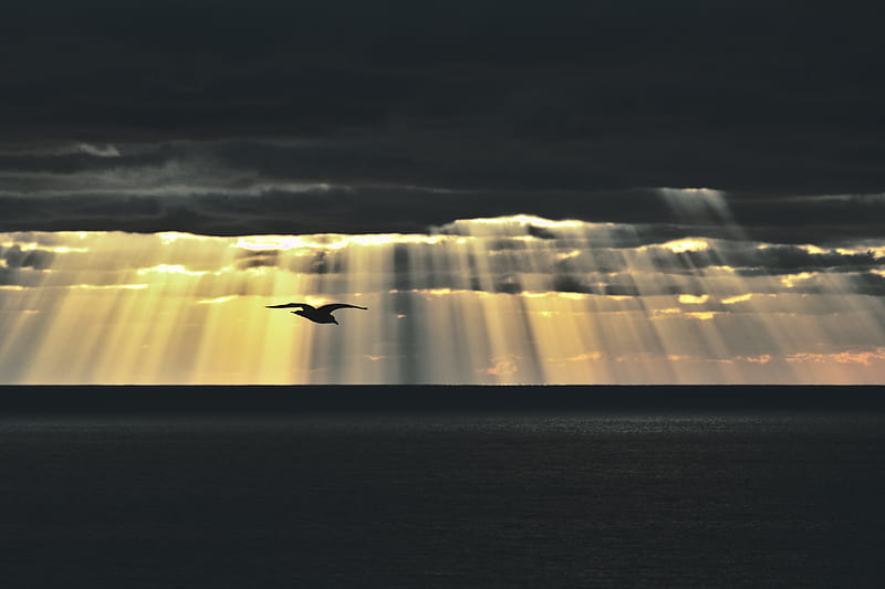 bird, sea, twilight, sky, clouds, sunlight, HD wallpaper