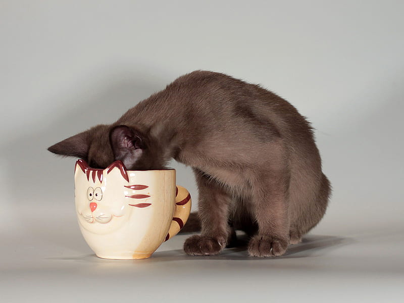 The cup says it all..., drinking, cup, funny, smiling, cat, happy, HD wallpaper