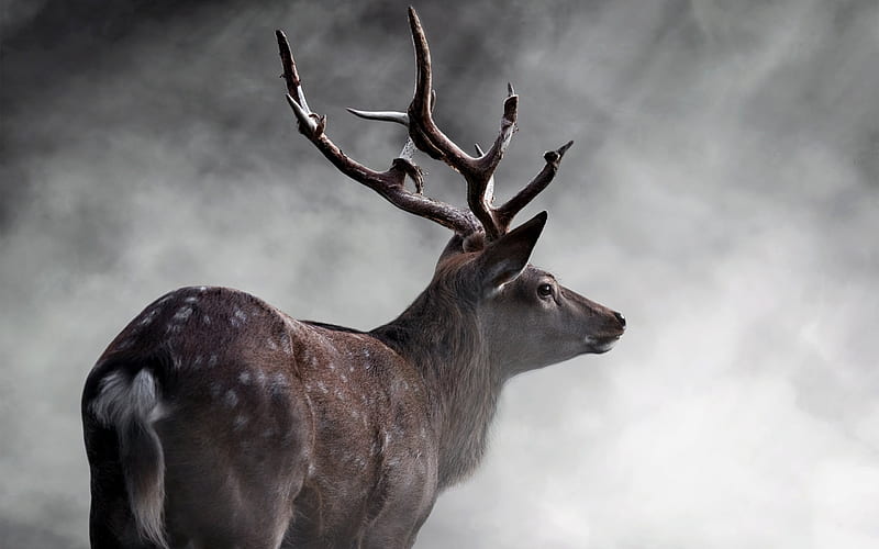 deer, fog, forest, horns, HD wallpaper