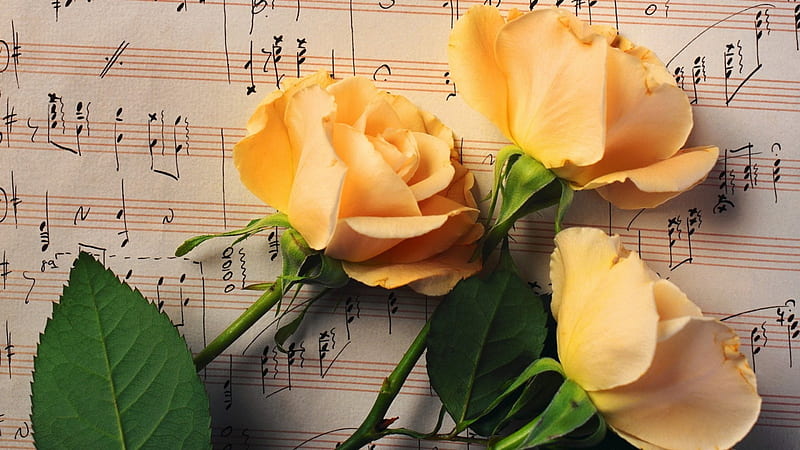 Yellow Roses, mozart, jupiter, composition, melody, notes, yellow, roses, symphony, flowers, HD wallpaper