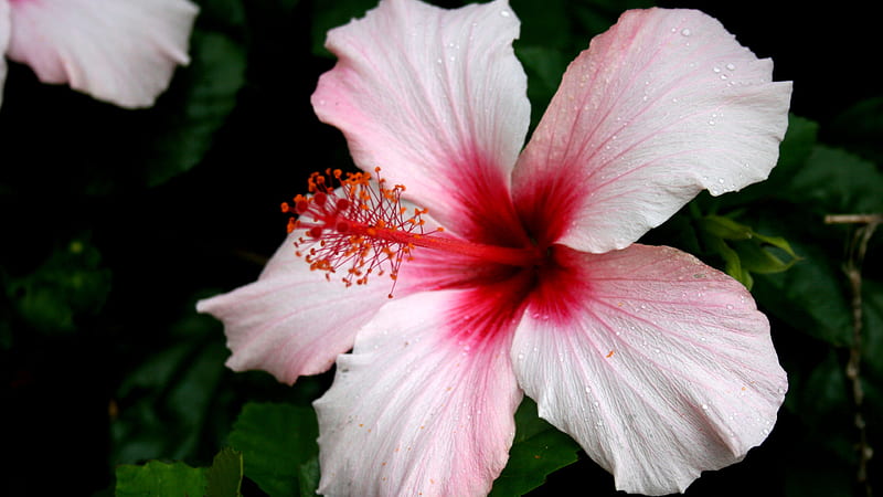 Pink Hibiscus With Center Red Pink, HD wallpaper