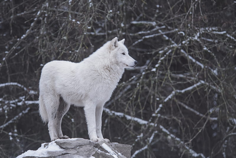 white wolf standing beside black and gray trees, HD wallpaper
