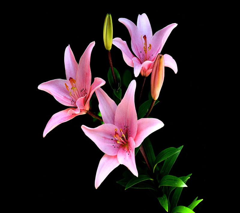 Pink Flowers, good, look, HD wallpaper