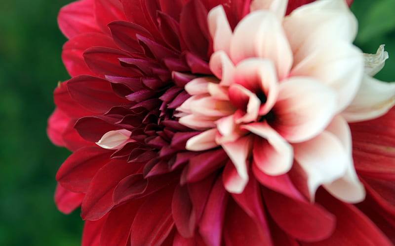 Red Dahlia Flowers Closeup, HD wallpaper