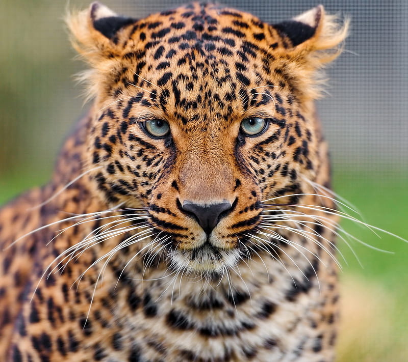 Young leopard, Conservation status Vulnerable, Panthera Pardus, Leopard,  Young, HD wallpaper | Peakpx