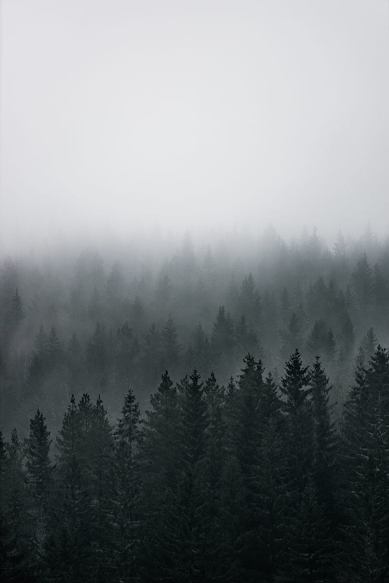 Green pine trees covered with fog, HD phone wallpaper | Peakpx