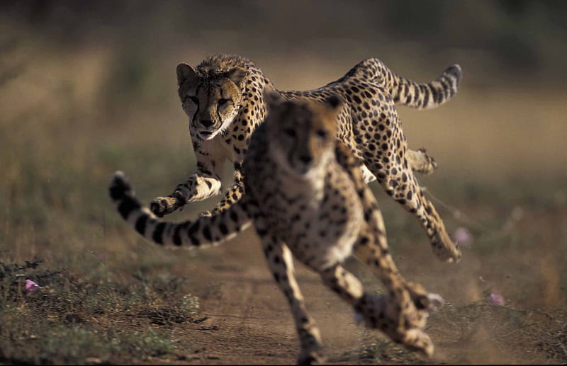 cheetah, running, cat, animals, HD wallpaper