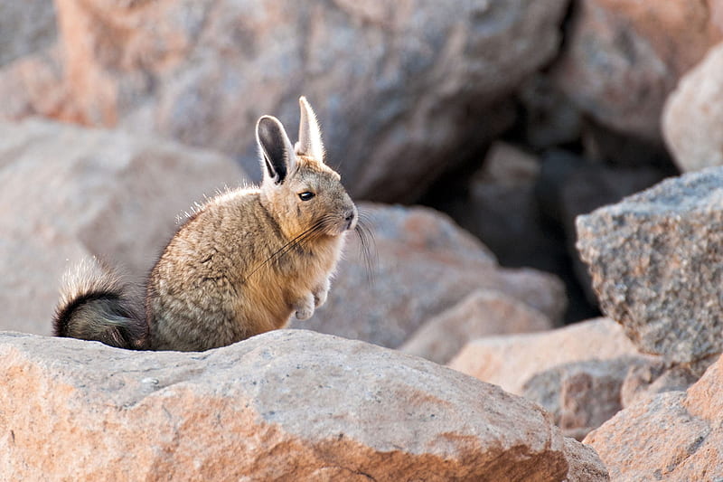 Viscacha in the Atacama desert, Chile, Atacama desert, South America, Chinchilla, Viscacha, HD wallpaper