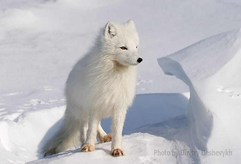 White Fox, cool, fox, snow, white, HD wallpaper