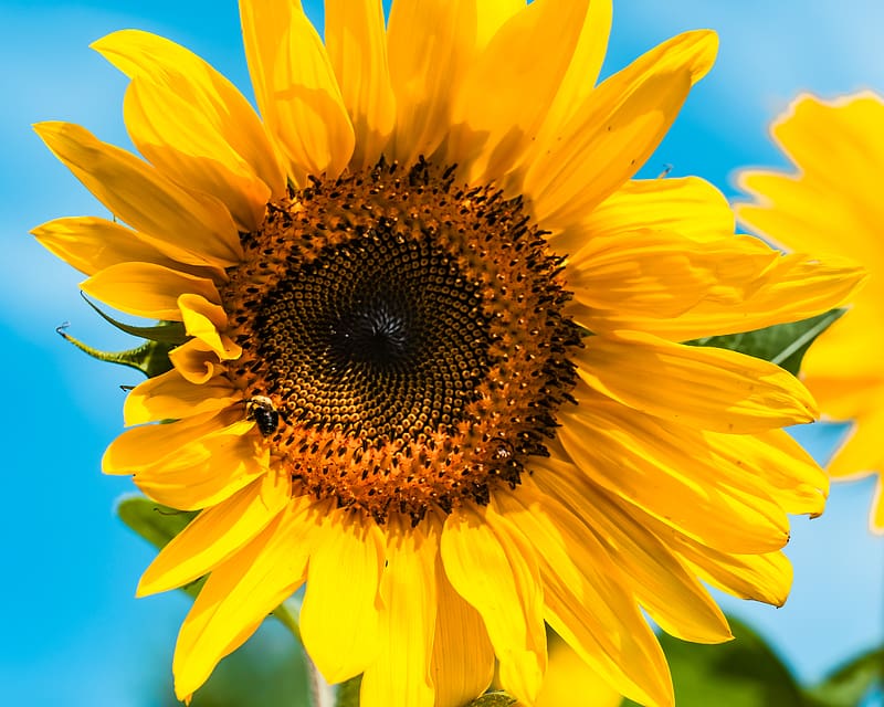 sunflower, flower, bee, petals, yellow, HD wallpaper