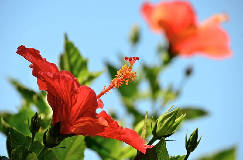 Hibiscus Tropical Flowers against blue Sky, exotic, hawaii, hibiscus, flowers, tropical, sky, hawaiian, blue, HD wallpaper