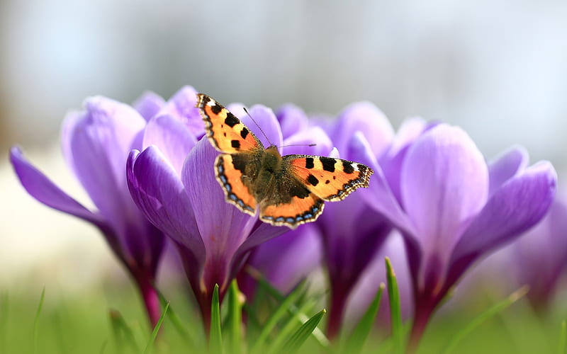 crocuses, purple flowers butterfly, spring, saffron, wild flowers, HD wallpaper