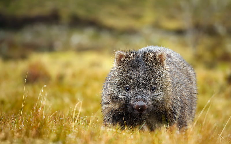 Wombat, field, marsupials, summer, wildlife, Australia, mammals, HD wallpaper