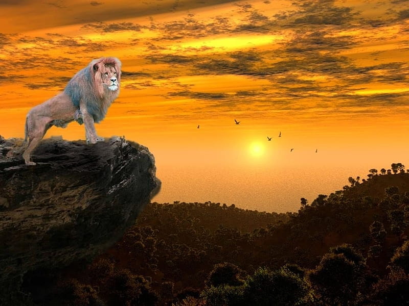 Lion at sunset, sunset, lion, wild, animal, HD wallpaper | Peakpx