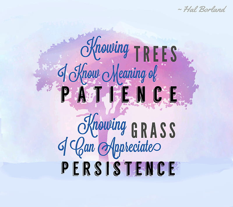 Quote Tree, grass, life, nature, patience, persistence, trees, HD wallpaper