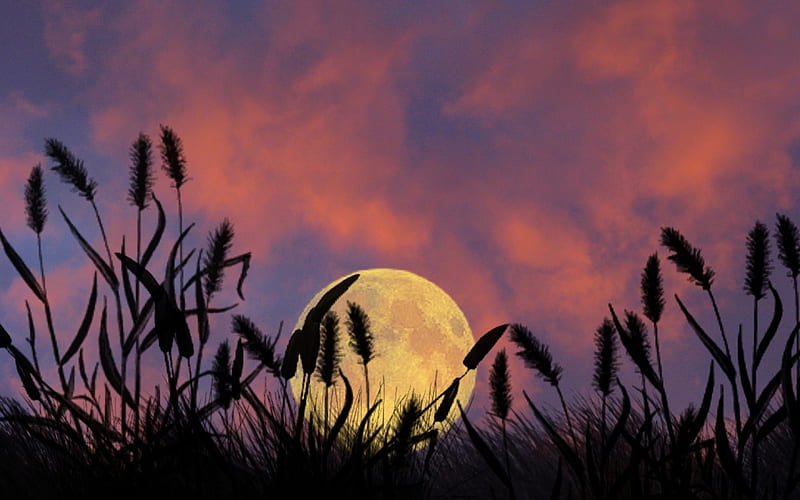 Full Moon, full, sky, graphy, moon, purple, moonlight, nature, weeds, pastel, pink, field, meadow, night, HD wallpaper