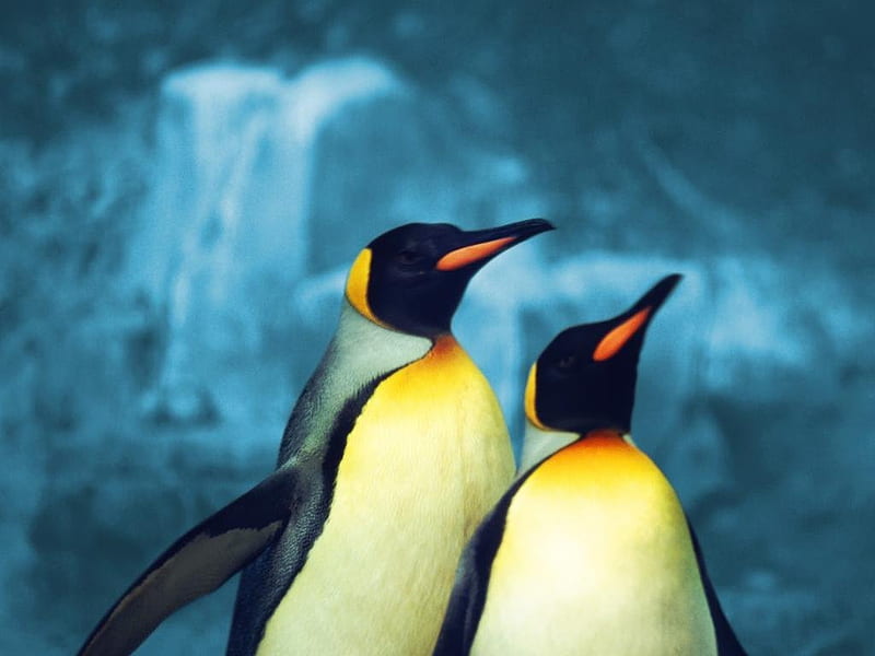 Cute penguins, cute, nice, penguin, birds, animals, HD wallpaper Cute penguins, cute, nice, penguin, birds, animals, HD wallpaper