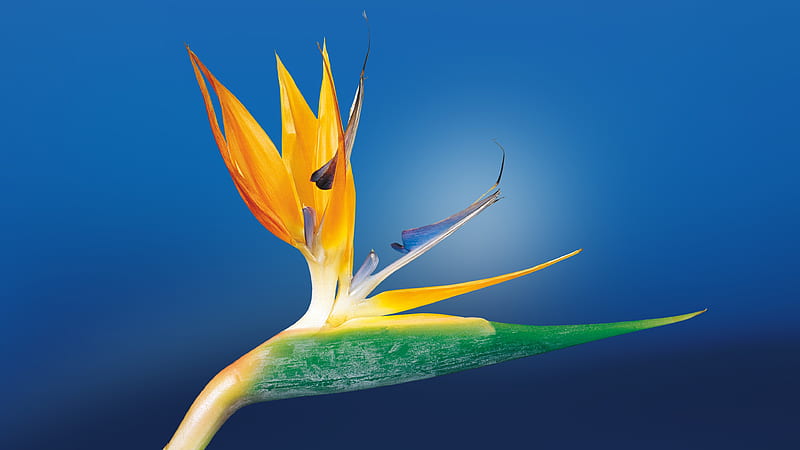 Bird Of Paradise, flowers, nature, HD wallpaper