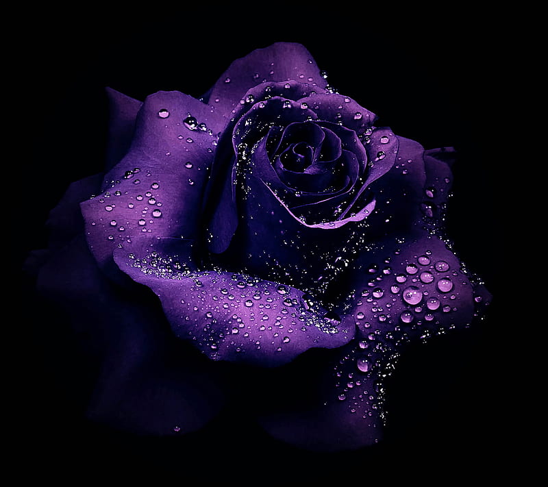 Rosa morada, negro, flor, morado, rosa, Fondo de pantalla HD | Peakpx