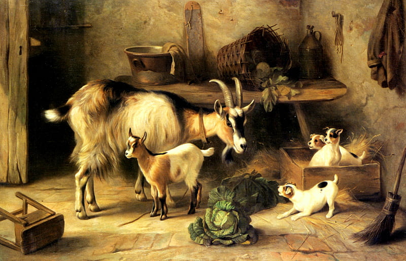 Uninvited, table, box, shed, broom, cabbage, puppies, goats, baby goat, stepstool, animals, dogs, HD wallpaper