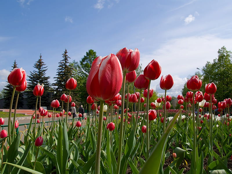 URBAN TULIPS, red, garden, tulip, HD wallpaper