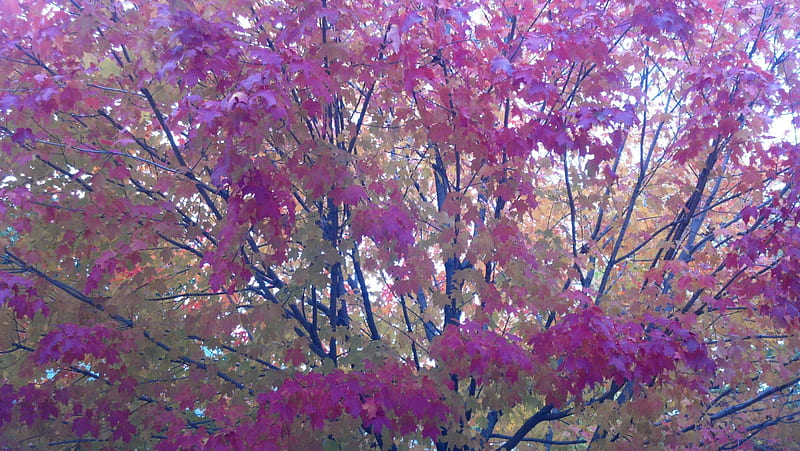 Beautiful Fall Purple Autumn Autumn Leaves Fall Bridge Beautiful