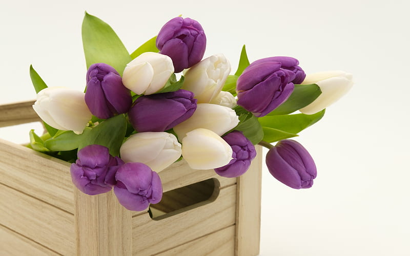 Purple tulips, spring flowers, wooden vase, white tulips, spring, HD wallpaper
