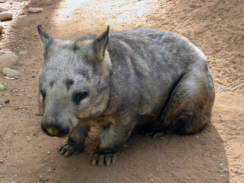 AUSTRALIAN WOMBAT, sitting, wombat, big, hairy, HD wallpaper