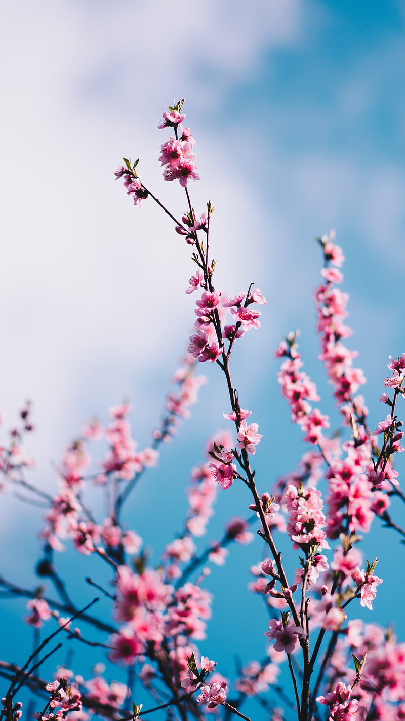 Pink cherry blossom tree, flower, nature, sky, day, HD phone wallpaper |  Peakpx
