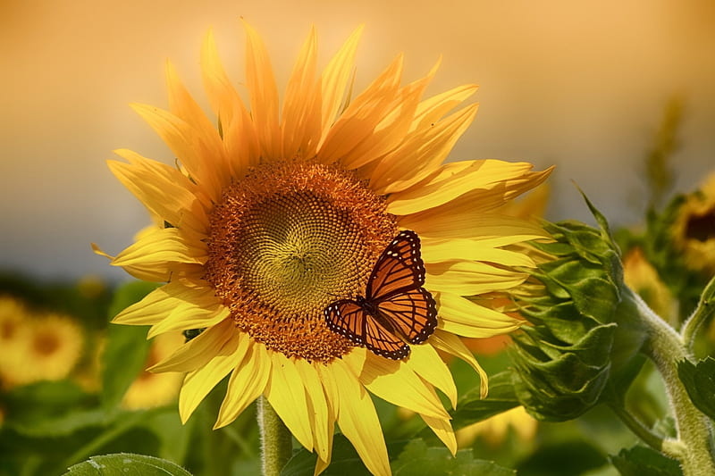 Sunflower with Butterfly, summer, petals, leaves, blossom, HD wallpaper