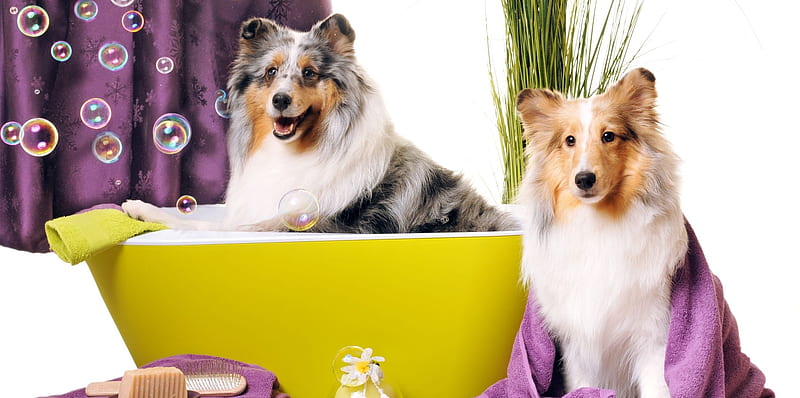 Bath time, caine, yellow, bath, animal, purple, bubbles, collie, funny, couple, dog, HD wallpaper