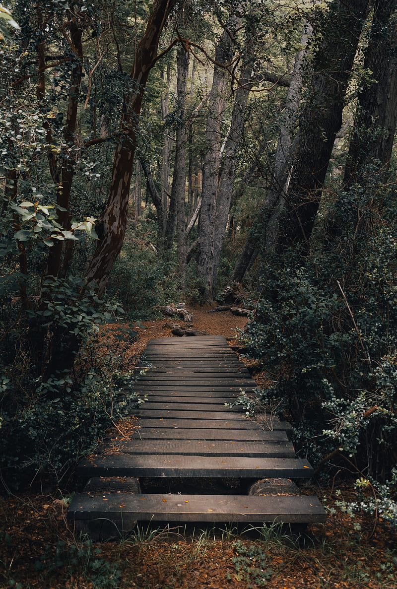 forest, path, bridge, trees, nature, HD phone wallpaper