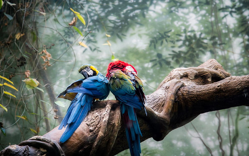 Macaw, jungle, bokeh, parrots, branch, couple, colorful parrots, Ara, HD wallpaper