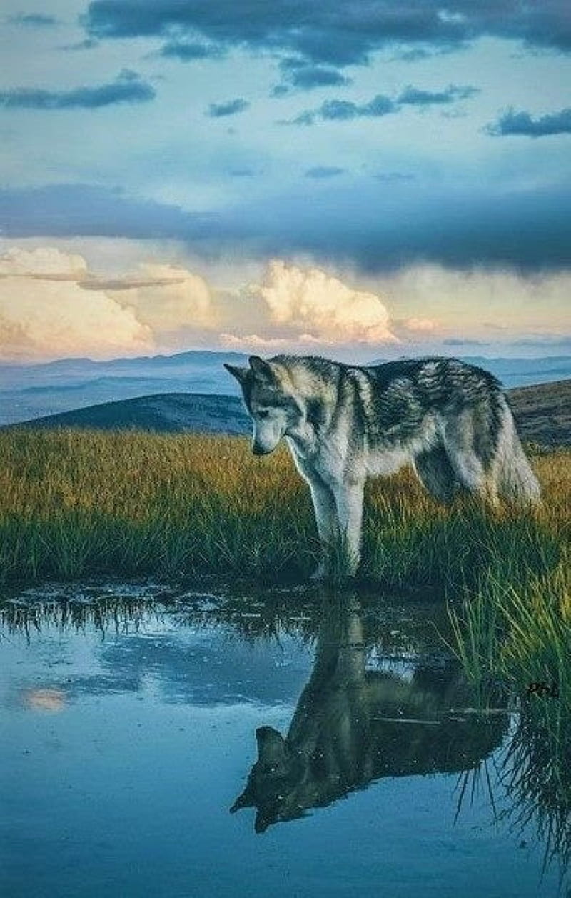 wolf, lake, wilderness, HD phone wallpaper